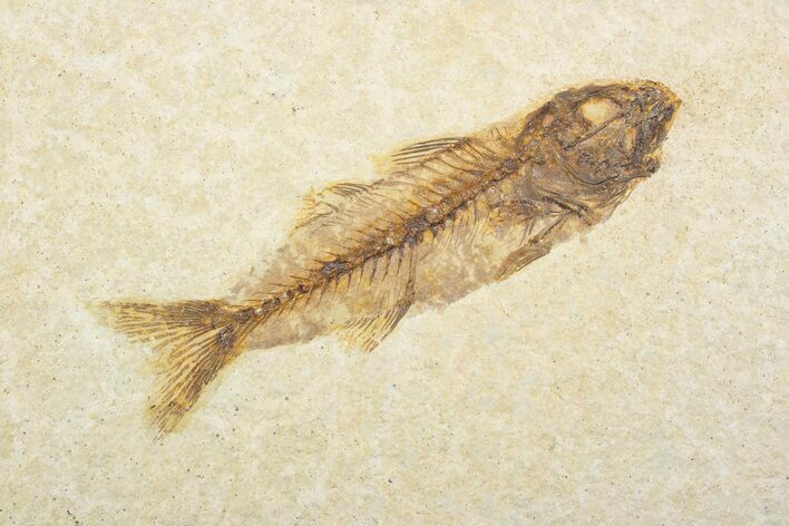 Uncommon Fish Fossil (Mioplosus) - Wyoming #373902